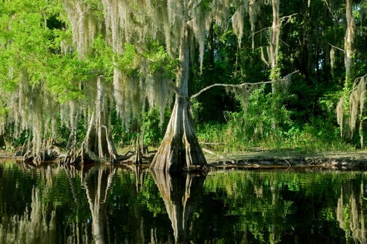 Florida swamp landscape