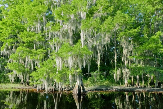 Florida swamp landscape
