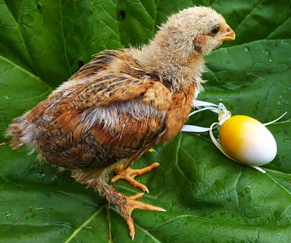 Easter chicks