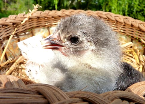 chick