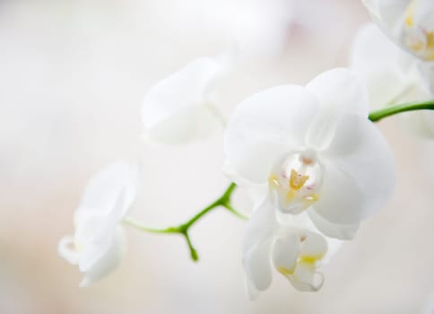 Orchid