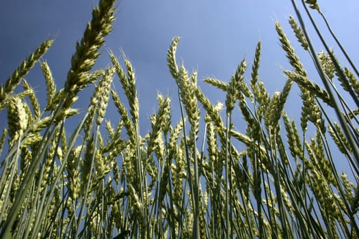 Wheat field from a frog's eye view