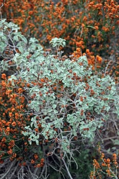 sage plant