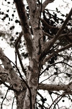 tree trunk