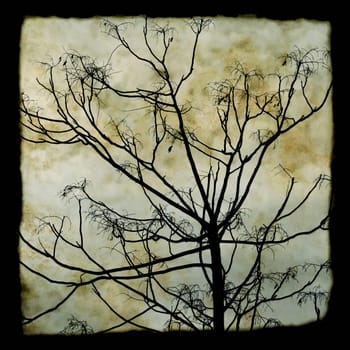 tree branches silhouette