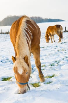 horses in snow