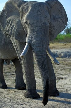 Old African Elephant Bull