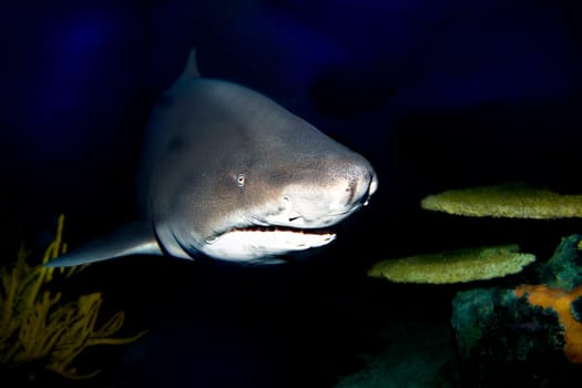 Eye Contact Shark