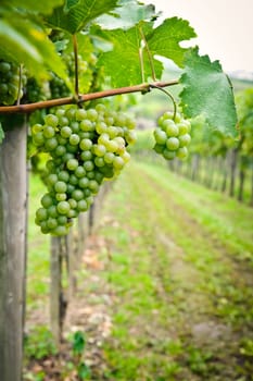 Vine in Austria