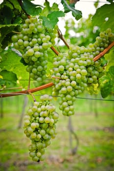 Bunch of Wine Grapes