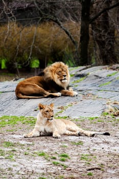 Lion and Lioness laying together