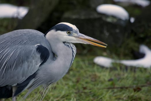 Grey heron