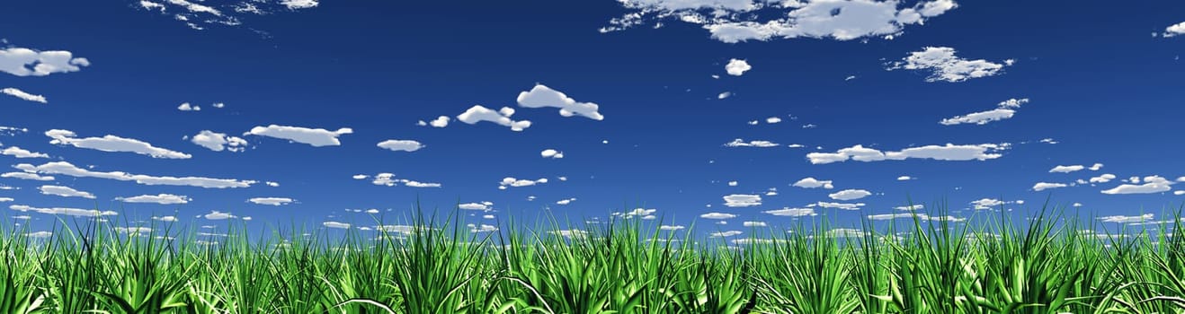 XXL Grass Sky Panorama