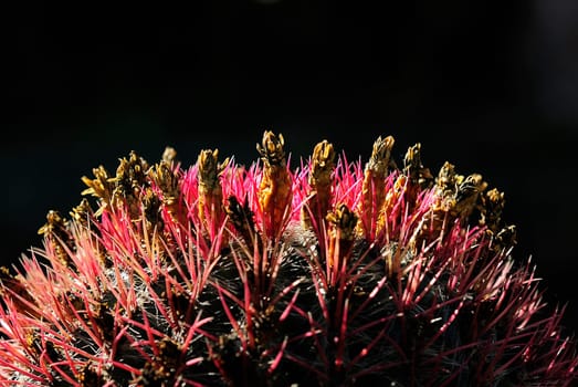 Cactus lights