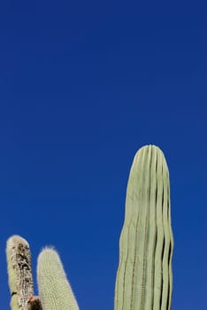 Cactus 8