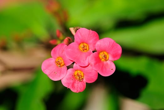 Cactus Blossom 31