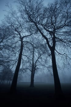 Trees in the park 1