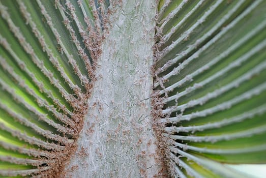 Palm Structure 2