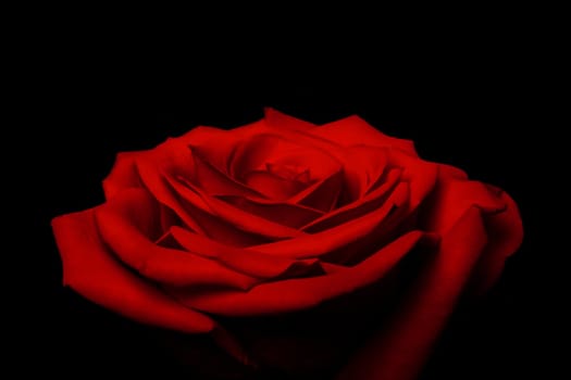 Layers of love petals - red rose