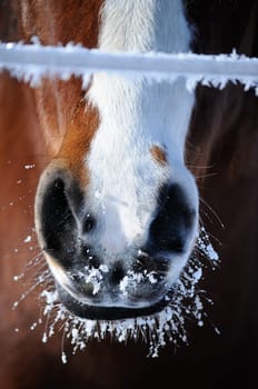 Frozen Horse Snout