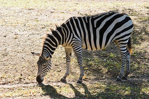 Zebra searching for food