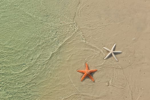 Couple of starfish on a tropical beach, tide coming in