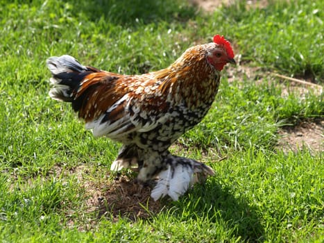 Rooster