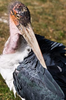 Marabou stork cleaning feathers