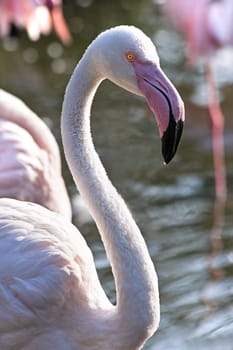 Pink Flamingos in morningsun
