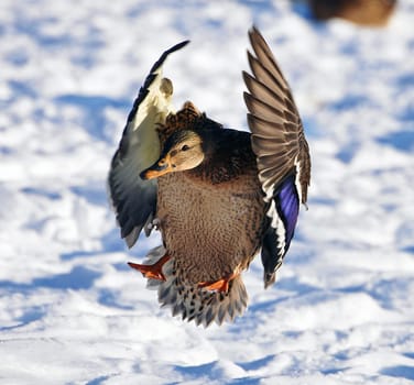 duck