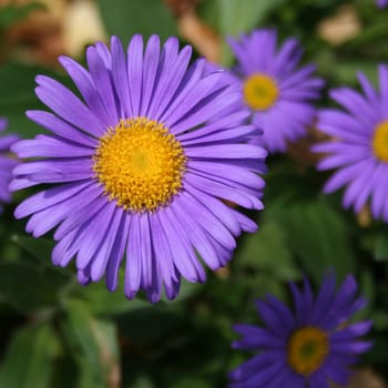 Spring