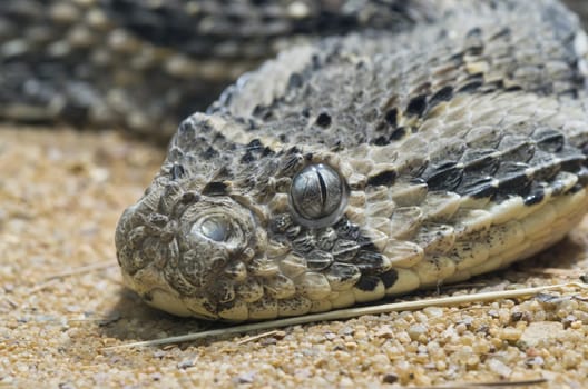 Puff Adder