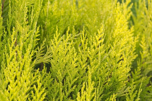 Green shrubs background