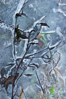 Flowers in the ice