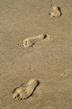 Tracks in the sand