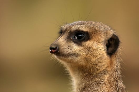 Meerkat Portrait