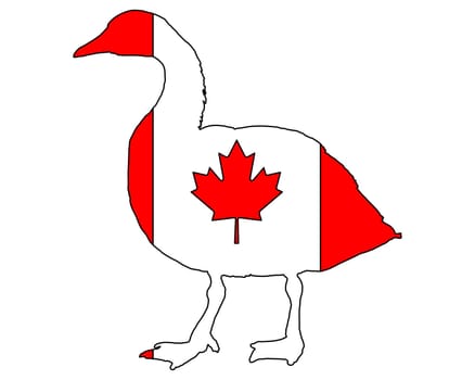 Canada goose Canada