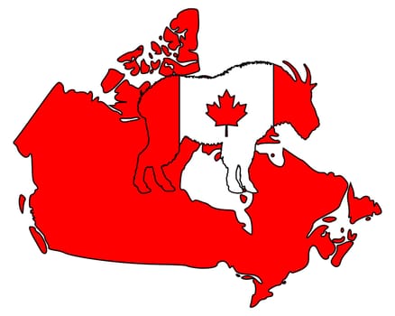 Mountain goat Canada