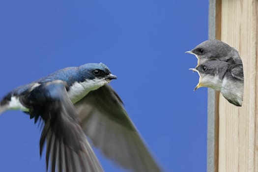 Tree Swallow Feeding Babies