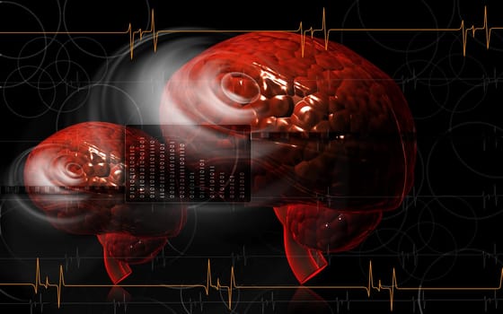 Brain
