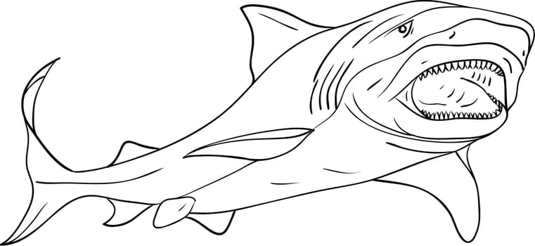 shark