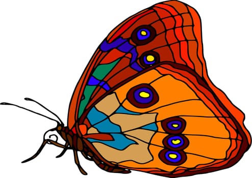 butterfly