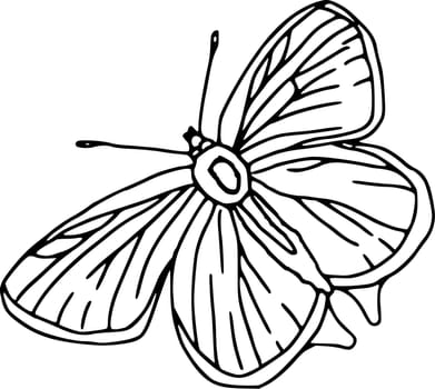 butterfly