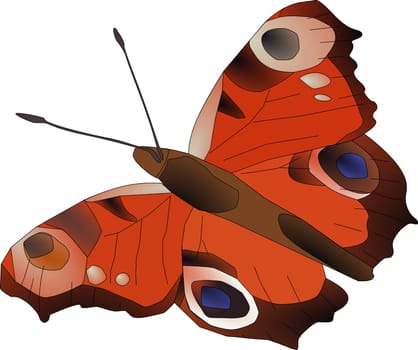butterfly