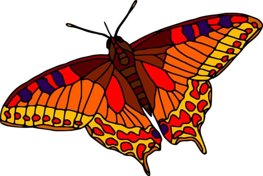 butterfly