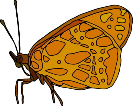 butterfly