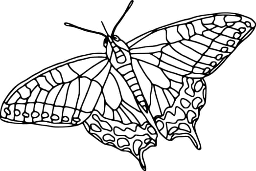 butterfly