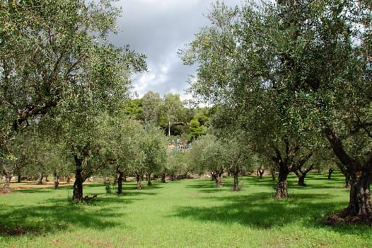 olive trees rows