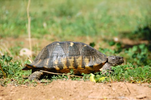 small forest turtle