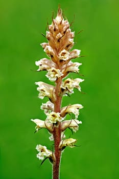 Amethyst Summerwort